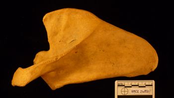 Media type: image;   Mammalogy 26850
